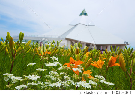 Lilies have begun to bloom at "Yuri no Sato Park" Lilies have begun to bloom at "Yuri no Sato Park" 140394361