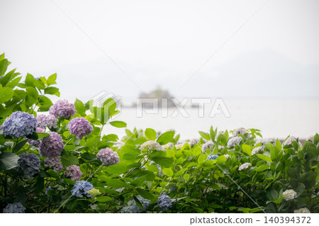 住吉公園裡盛開的繡球花 住吉公園裡盛開的繡球花 140394372