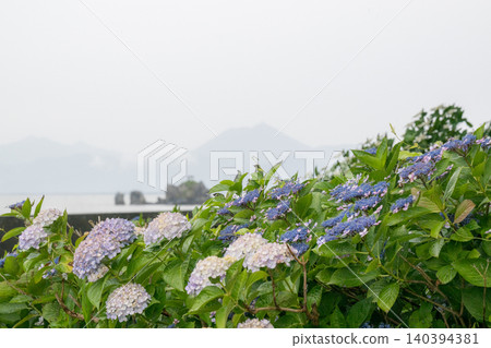 住吉公園裡盛開的繡球花 住吉公園裡盛開的繡球花 140394381