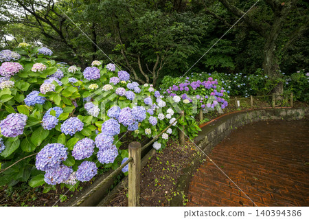 住吉公園裡盛開的繡球花 140394386