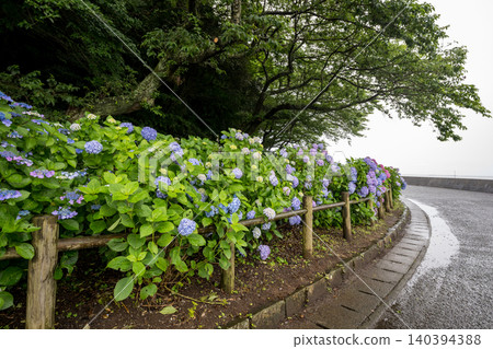 住吉公園裡盛開的繡球花 住吉公園裡盛開的繡球花 140394388