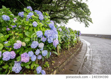 Hydrangea flowers blooming in Sumiyoshi Park Hydrangea flowers blooming in Sumiyoshi Park 140394390