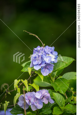 住吉公園裡盛開的繡球花 住吉公園裡盛開的繡球花 140394393