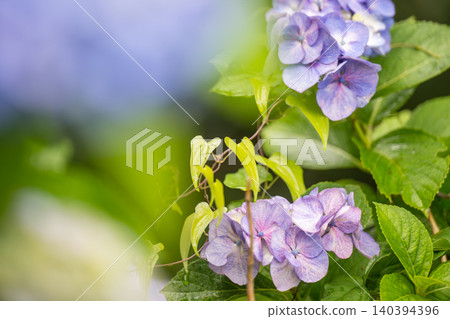 Hydrangea flowers blooming in Sumiyoshi Park Hydrangea flowers blooming in Sumiyoshi Park 140394396