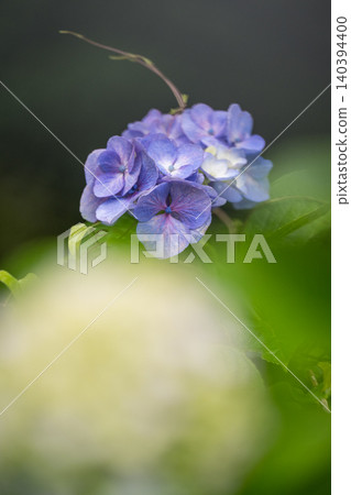 Hydrangea flowers blooming in Sumiyoshi Park Hydrangea flowers blooming in Sumiyoshi Park 140394400