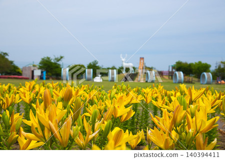 Lilies have begun to bloom at "Yuri no Sato Park" Lilies have begun to bloom at "Yuri no Sato Park" 140394411