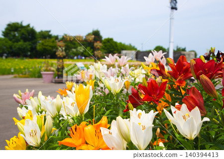 Lilies have begun to bloom at "Yuri no Sato Park" Lilies have begun to bloom at "Yuri no Sato Park" 140394413