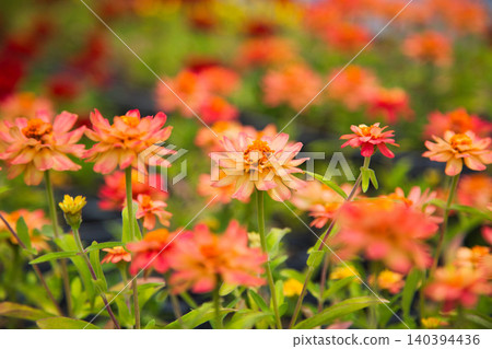 Lilies have begun to bloom at "Yuri no Sato Park" Lilies have begun to bloom at "Yuri no Sato Park" 140394436