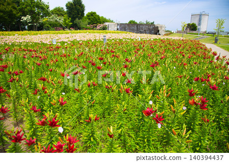 Lilies have begun to bloom at "Yuri no Sato Park" Lilies have begun to bloom at "Yuri no Sato Park" 140394437