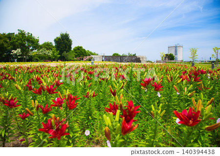 Lilies have begun to bloom at "Yuri no Sato Park" 140394438