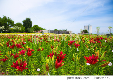 Lilies have begun to bloom at "Yuri no Sato Park" 140394439