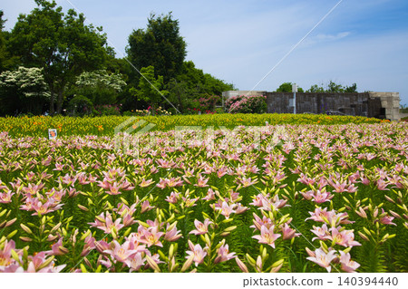 Lilies have begun to bloom at "Yuri no Sato Park" Lilies have begun to bloom at "Yuri no Sato Park" 140394440