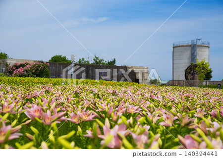 Lilies have begun to bloom at "Yuri no Sato Park" Lilies have begun to bloom at "Yuri no Sato Park" 140394441