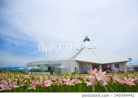 Lilies have begun to bloom at "Yuri no Sato Park" 140394442