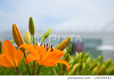 Lilies have begun to bloom at "Yuri no Sato Park" 140394443
