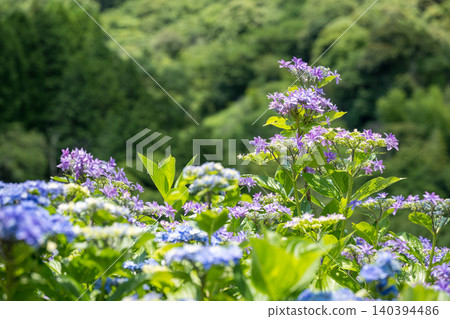 番椒梯田上盛開的繡球花 番椒梯田上盛開的繡球花 140394486