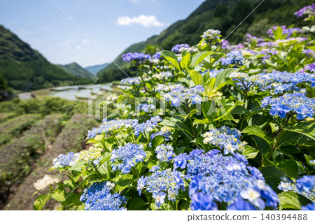 番椒梯田上盛開的繡球花 番椒梯田上盛開的繡球花 140394488