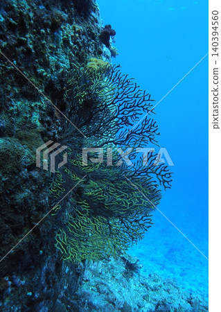 拍攝了座間味島附近海域的水下照片,照片中可以看到海膽和蔚藍的大海。 拍攝了座間味島附近海域的水下照片,照片中可以看到海膽和蔚藍的大海。 140394560