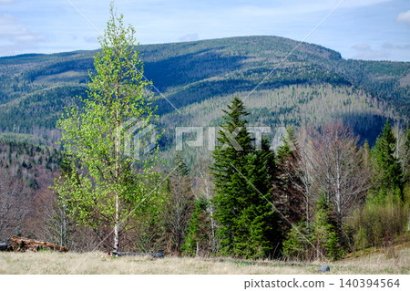 Forest landscape with lush green trees and rolling hills under blue sky nature conservation and outdoor environment. 140394564