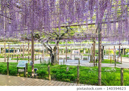 Viewing the wisteria trellis in full bloom at Mandara-ji Park Viewing the wisteria trellis in full bloom at Mandara-ji Park 140394623