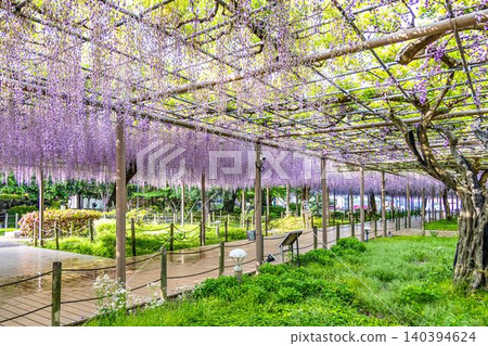 Viewing the wisteria trellis in full bloom at Mandara-ji Park Viewing the wisteria trellis in full bloom at Mandara-ji Park 140394624