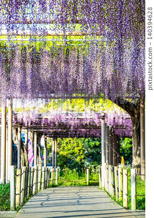 Wisteria trellis in full bloom at Mandara-ji Park Wisteria trellis in full bloom at Mandara-ji Park 140394628