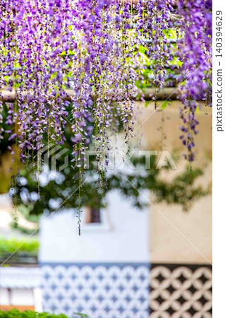 Wisteria flowers seen against a backdrop of a traditional Japanese wall with a distinctive plastered surface. Wisteria flowers seen against a backdrop of a traditional Japanese wall with a distinctive plastered surface. 140394629