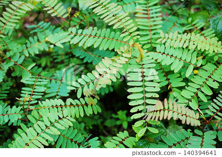 Top view fresh green fern leaves in tropical forest Top view fresh green fern leaves in tropical forest 140394641
