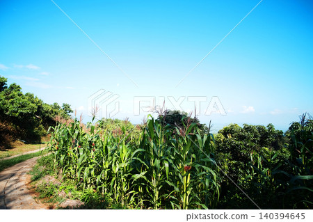Corn fields grown for agriculture along a mountain roadside with blue sky in Thailand Corn fields grown for agriculture along a mountain roadside with blue sky in Thailand 140394645
