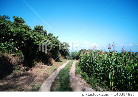 Curvy mountain road with corn fields grown for agriculture along a mountain roadside with blue sky in Thailand Curvy mountain road with corn fields grown for agriculture along a mountain roadside with blue sky in Thailand 140394655