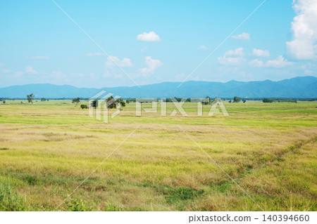 Beautiful field rice with blue sky in Thailand Beautiful field rice with blue sky in Thailand 140394660
