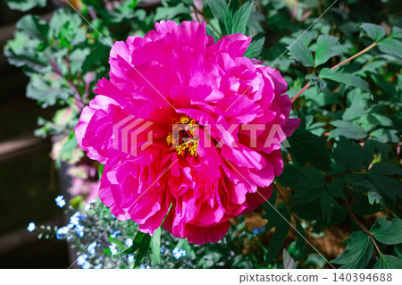 April 25 2026 Red Peony Blossom Blooming In Japanese Garden April 25 2026 Red Peony Blossom Blooming In Japanese Garden 140394688