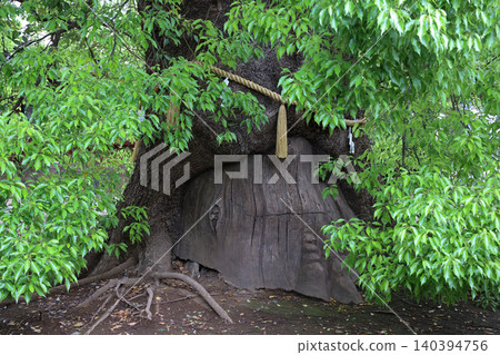 April 25 2026 Ancient Tree With Exposed Roots in Peaceful Temple April 25 2026 Ancient Tree With Exposed Roots in Peaceful Temple 140394756