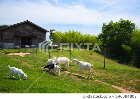 Baby goats having fun running around in a miniature farm. Baby goats having fun running around in a miniature farm. 140394802