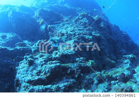 蔚藍的海洋和開闊海域的水下景色,河豚(佐佐波河豚)-水下攝影 蔚藍的海洋和開闊海域的水下景色,河豚(佐佐波河豚)-水下攝影 140394861