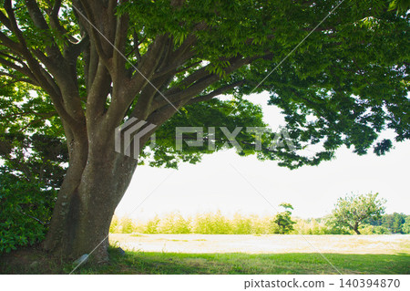 小山羊們在迷你農場裡快樂地奔跑玩耍。 小山羊們在迷你農場裡快樂地奔跑玩耍。 140394870