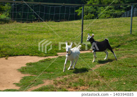 Baby goats having fun running around in a miniature farm. Baby goats having fun running around in a miniature farm. 140394885