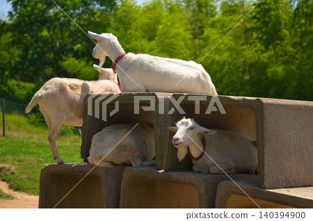小山羊們在迷你農場裡快樂地奔跑玩耍。 小山羊們在迷你農場裡快樂地奔跑玩耍。 140394900