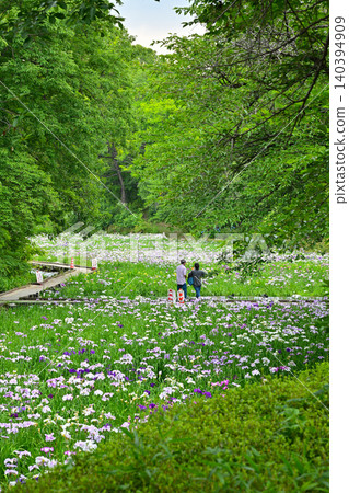 Akabori Japanese Iris Garden 140394909