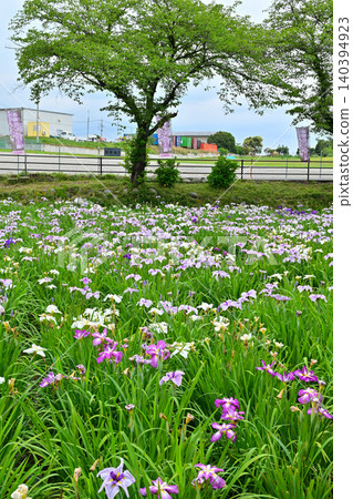 赤堀日本鳶尾園 140394923