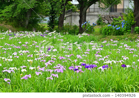 Akabori Japanese Iris Garden Akabori Japanese Iris Garden 140394926