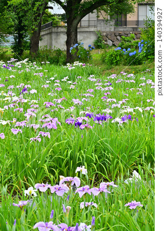 Akabori Japanese Iris Garden Akabori Japanese Iris Garden 140394927