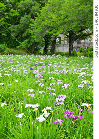 Akabori Japanese Iris Garden Akabori Japanese Iris Garden 140394930