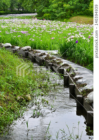 Akabori Japanese Iris Garden Akabori Japanese Iris Garden 140394939