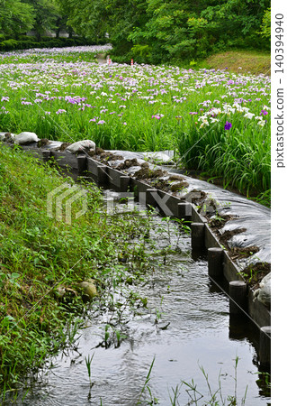 Akabori Japanese Iris Garden Akabori Japanese Iris Garden 140394940