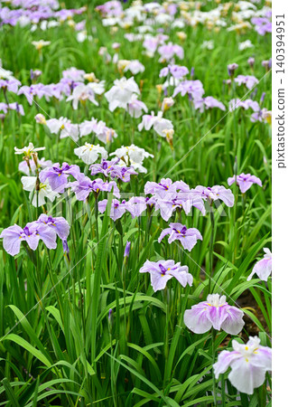 Akabori Japanese Iris Garden Akabori Japanese Iris Garden 140394951