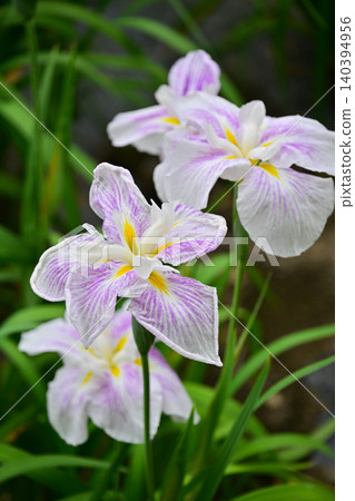 Akabori Japanese Iris Garden Akabori Japanese Iris Garden 140394956
