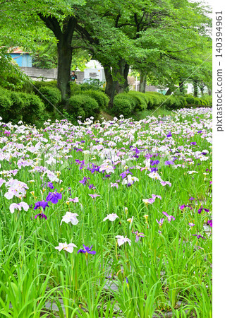 Akabori Japanese Iris Garden Akabori Japanese Iris Garden 140394961
