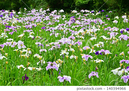 Akabori Japanese Iris Garden Akabori Japanese Iris Garden 140394966