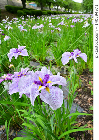Akabori Japanese Iris Garden 140394971